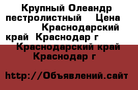 Крупный Олеандр пестролистный  › Цена ­ 2 000 - Краснодарский край, Краснодар г.  »    . Краснодарский край,Краснодар г.